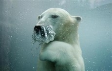 Polar bear