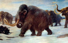 Mammoths