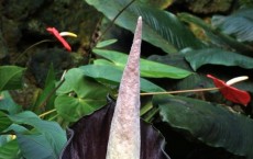 Amorphophallus hewittii