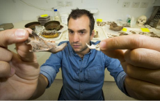 Jaw Bone Of Giant Rat