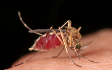 Disease-Carrying Mosquito Threatens Human Health In North America