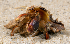 New Study Finds That Crabs Can Feel Pain