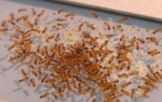 Ant Colony