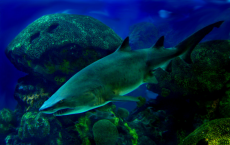 Sharks Lose Their Hunting Abilities Due To Warmer, Acidic Ocean 