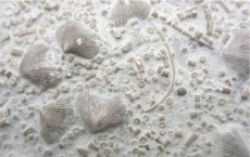 Marine Fossils from the Late Ordovician