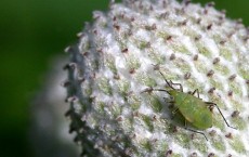 Aphid