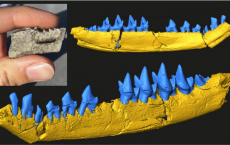 170-Million-Year-Old Mouse-sized Fossil Sheds Light On The Evolution  Teeth 