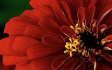 Zinnia Flower