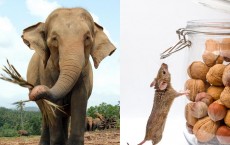 Asian Elephant and House Mouse