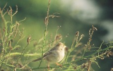 Golden Crowned Sparrow Female