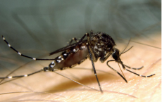 'Good' Mosquito Virus Fights Human Disease, New Study Finds