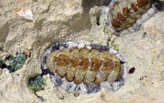 Chiton