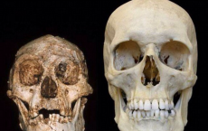 Homo Floresiensis Fossils Separates Species From Modern Man