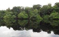 Amazon Forest