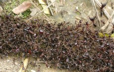 Army Ants