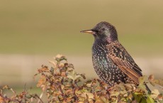 Starling