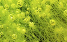 Algae Produces Green Energy 