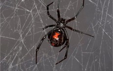 Black Widow Spider