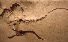 Fossil