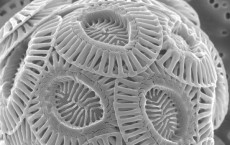 Coccolithophores