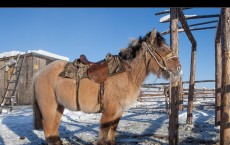 Yakutian Horse