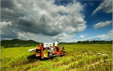 Rice field