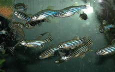 Zebra Fish Experiences 'Emotional Fever' 