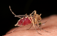 Climate Change Could Increase Malaria In Africa