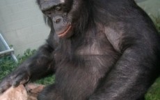 Bonobo