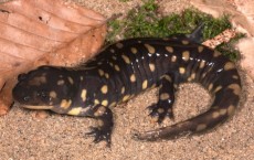 Salamander