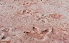 Dinosaur Tracks