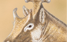 Xenokeryx amidalae, extinct giraffe relative 