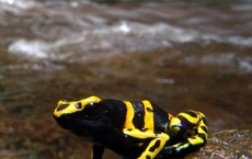 Dendrobates leucomelas