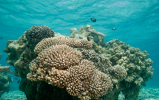 Human Activities Makes Coral Reefs More Vulnerable 