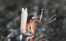 Dung Flies