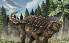 Kunbarrasaurus is Australia's newest dinosaur 