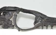 Mosasaur Fossil