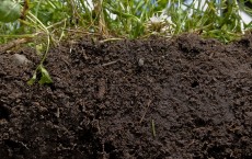 Soil