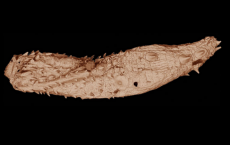 Mud dragon, 'Eokinorhynchus rarus' fossil in millimeters