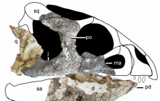 Ceratopsian has an 'ornamental' head 