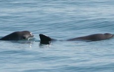 Vaquita