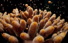 Coral Spawning