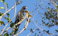 Vasa Parrot