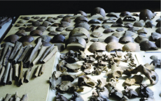 Skeletal remains and weapons from Caesar's battle recovered from 55 BC on Dutch territory 