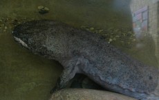 Chinese Giant Salamander