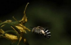 Head Banging Bee