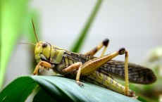 Locust