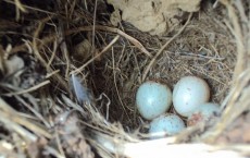 Birds eggs