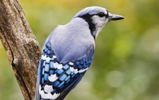 Blue Jay Bird