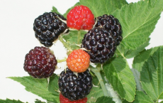 Black Raspberries, The New Superfood